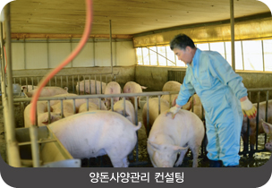 양돈사양관리 컨설팅